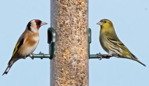 23 Feb 2023, Parkside, Cumbria - Siskin and Goldfinch
