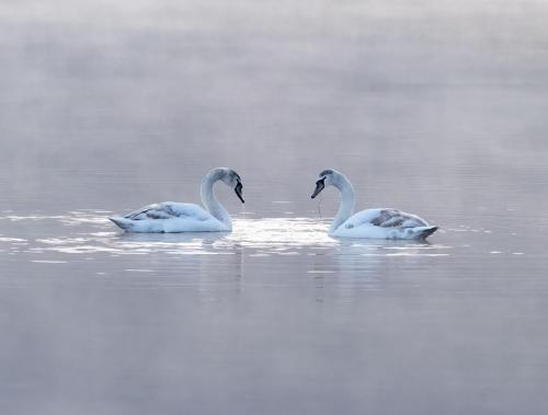 Mute Swans Bassentwaite