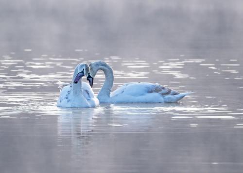 Mute Swans Bassentwaite