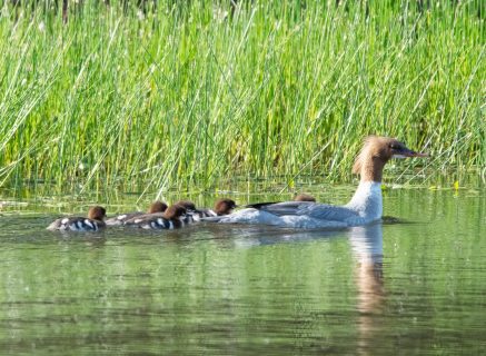 Gooseander with young