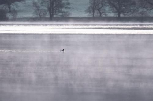 Mute Swans Bassentwaite
