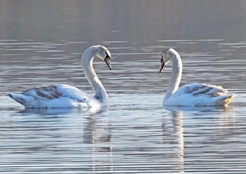 Mute Swans Bassentwaite
