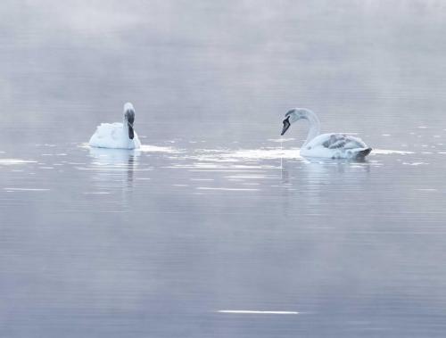Mute Swans Bassentwaite