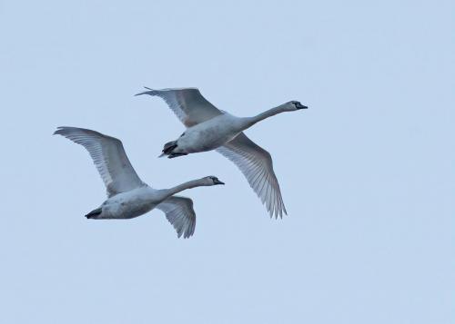 Mute Swans in flight Bassentwaite