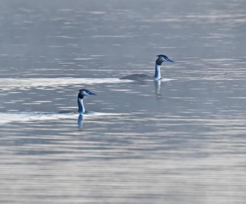 Mute Swans Bassentwaite