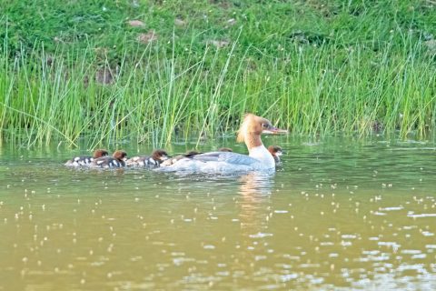 Gooseander with young