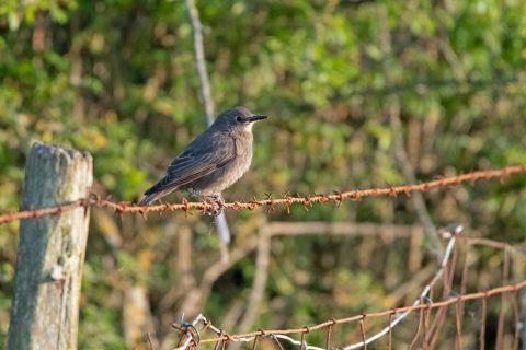 Juv Starling