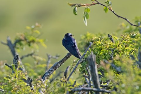 Resting Swallow