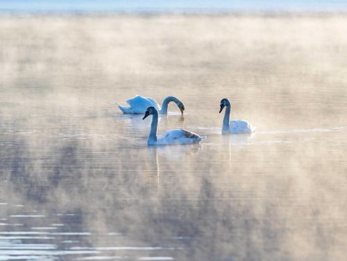 Mute Swans Bassentwaite