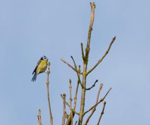 05 Feb 2023- Parkside Cumbria -Blue Tit