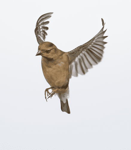 15 Feb 2023, Parkside, Cumbria -Female Chaffinch in flight