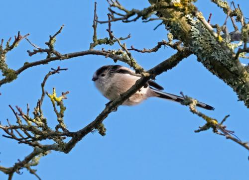 Long Tailed tit Bassenthwaite