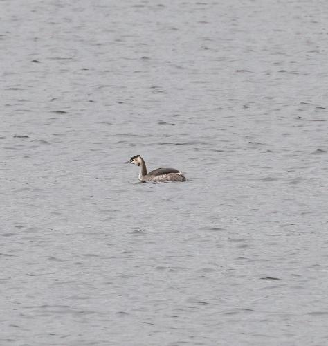 25 Feb 2023, Swithland reservoir, Leicestershire -Great Crested Greb Juv