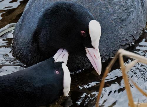 25 Feb 2023, Swithland reservoir, Leicestershire -Coots