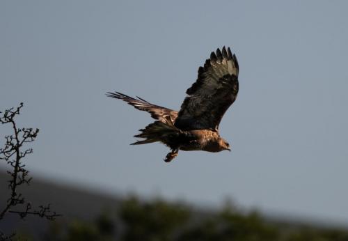 Buzzard