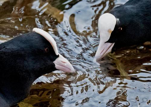 25 Feb 2023, Swithland reservoir, Leicestershire -Coots