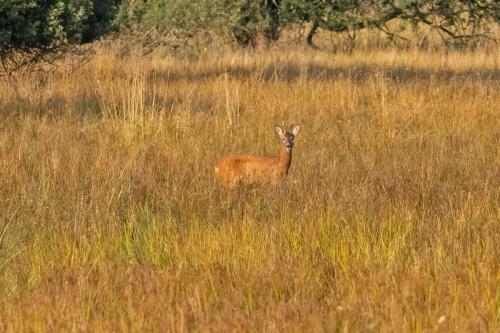 Roe Deer