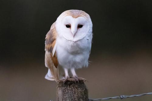 Barn Owl