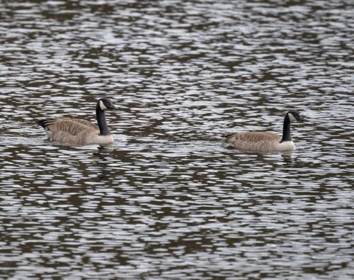 25 Feb 2023, Swithland reservoir, Leicestershire -Canada Geese