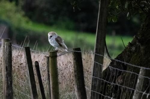 Barn Owl