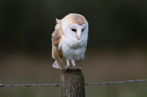 Barn Owl