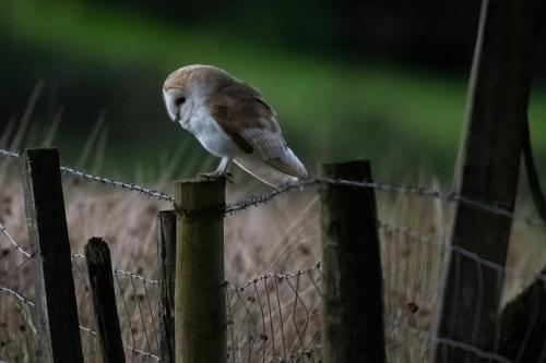 Barn Owl