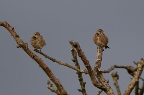Linnets