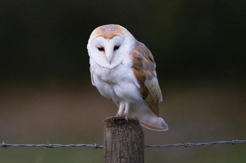 Barn Owl