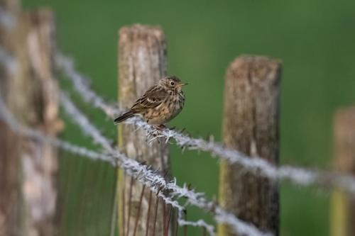 Meadow Pipit