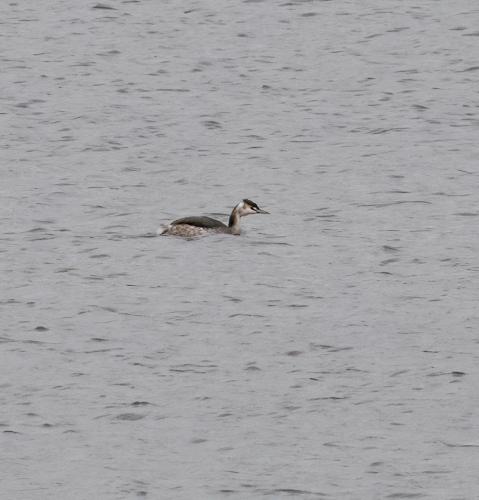 25 Feb 2023, Swithland reservoir, Leicestershire - Great Crested Grebe Juv