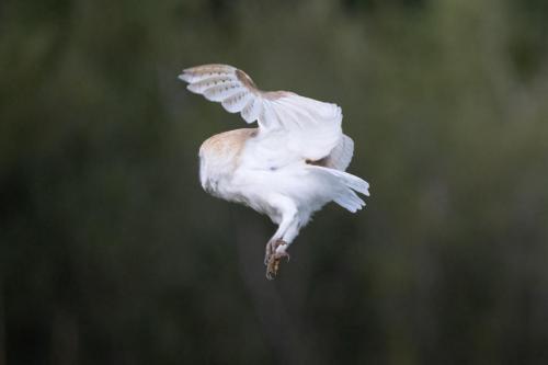 Barn Owl