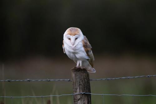 Barn Owl