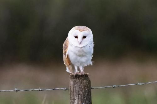 Barn Owl