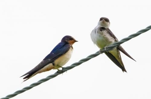 Swallow and Sand Martin