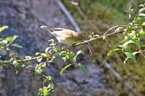 Willow Warbler