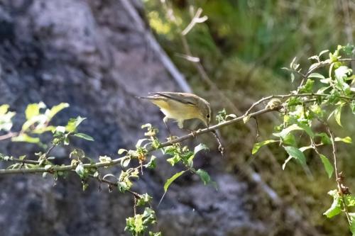 Willow Warbler