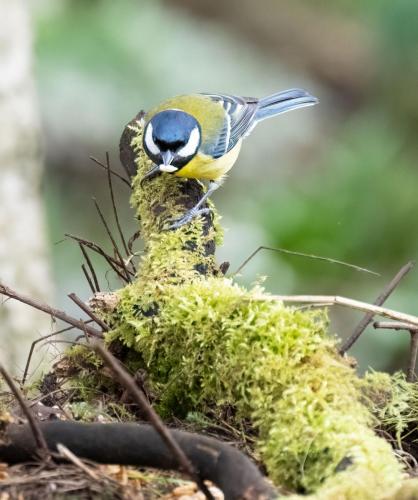 27 Feb 2023, Parkside, Cumbria - Great Tit
