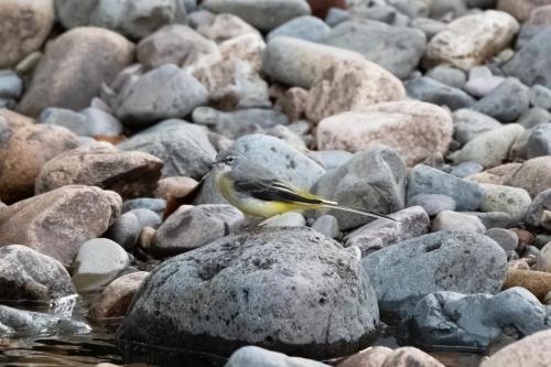 Grey wagtail