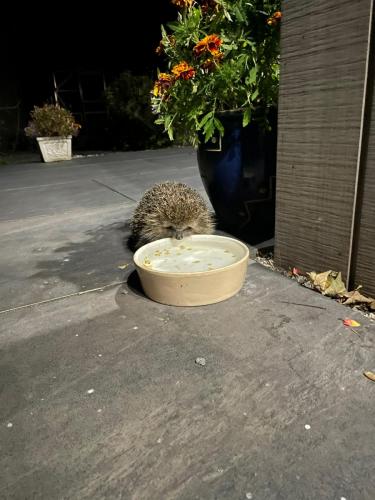 Hedgehog
