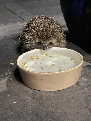 Hedgehog