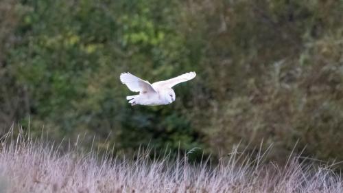 Barn Owl