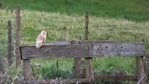 Barn Owl