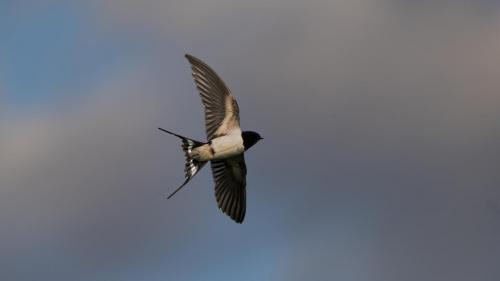 Swallow