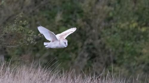 Barn Owl