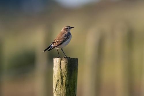 Wheatear