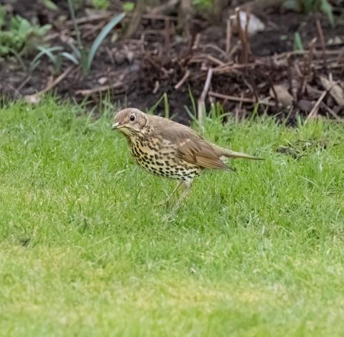 27 Feb 2023, Parkside, Cumbria - Song Thrush