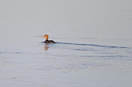 Red Breasted Merganser