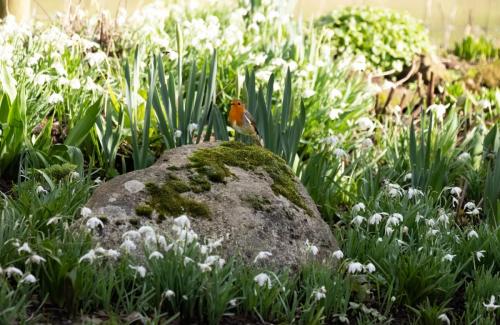 27 Feb 2023, Parkside, Cumbria - Robin