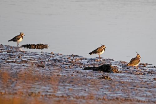 Lapwings