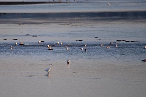Egrets